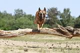 MALINOIS 745